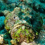 Scorpaenopsis diabolus rascasse diable-Mahe Lighthous cap ternay-15m-20190609-Denis-ADER-DSC_8085_tn